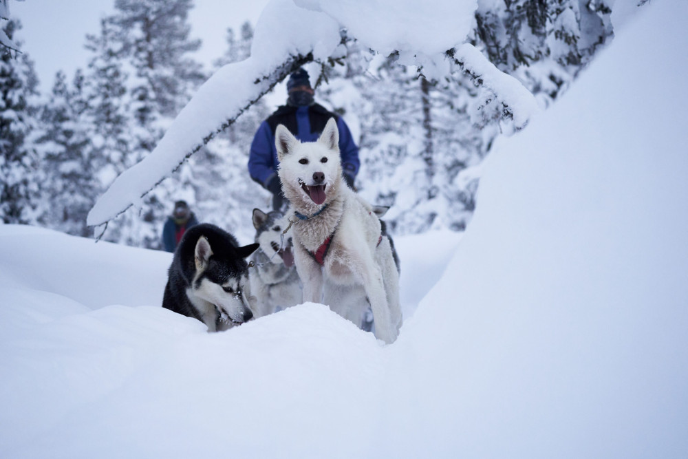 Snowmobile Wilderness Tour with Coffee Break & Transfer