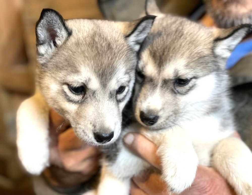 Husky Kennel Visit with Coffee & Dog Sledding Insights