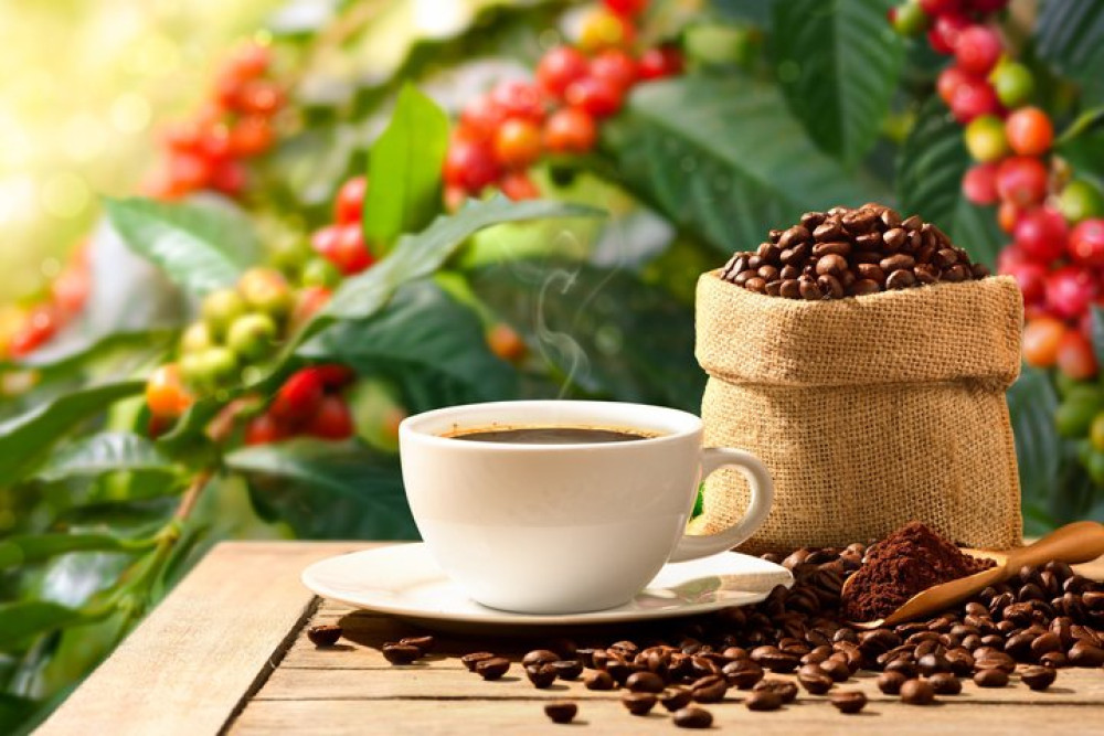 Costa Rica Coffee Tour: Discover World-Class Coffee & Culture