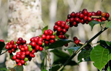 Greenway Nature Tours3