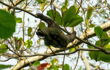 Greenway Nature Tours28