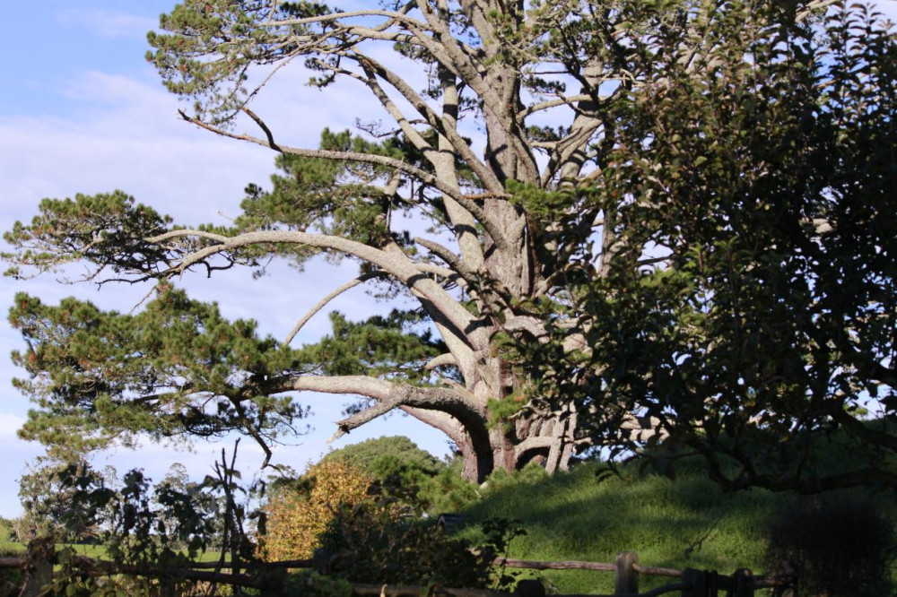 Hobbiton & Waitomo Glowworm Caves Tour from Auckland