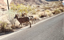 Marvit Tours LLC11