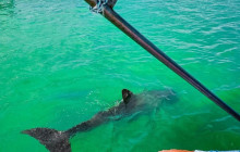 Tulum Snorkel Services5