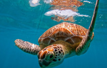 Tulum Snorkel Services2