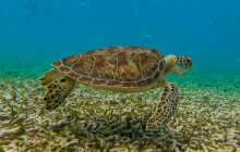 Tulum Snorkel Services3