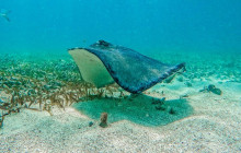 Tulum Snorkel Services4