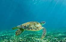 Tulum Snorkel Services9