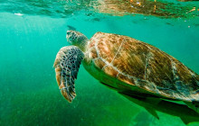 Tulum Snorkel Services13