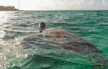 Tulum Snorkel Services14