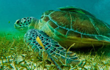 Tulum Snorkel Services16