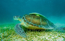 Tulum Snorkel Services17