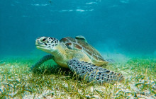 Tulum Snorkel Services18