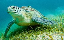 Tulum Snorkel Services19