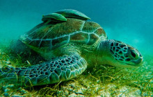 Tulum Snorkel Services20