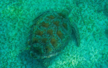 Tulum Snorkel Services23