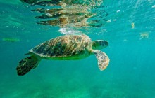 Tulum Snorkel Services27