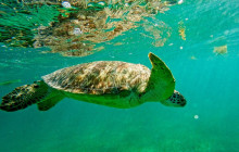 Tulum Snorkel Services28