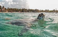 Tulum Snorkel Services29