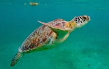 Tulum Snorkel Services30