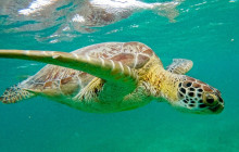 Tulum Snorkel Services31