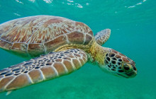 Tulum Snorkel Services32