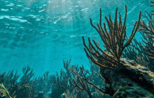 Tulum Snorkel Services4