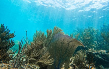 Tulum Snorkel Services5