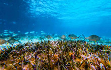 Tulum Snorkel Services6
