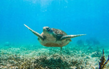 Tulum Snorkel Services11