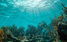 Tulum Snorkel Services16