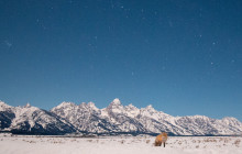 Wildlife Expeditions8