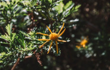 Friendly Local Guides, LLC18