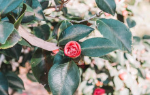 Friendly Local Guides, LLC19