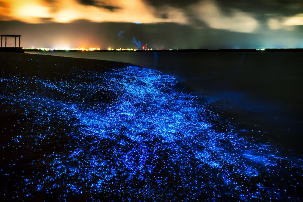 Phang Nga Bay Bioluminescence & Sea Canoes with German & Spanish Tour Guide