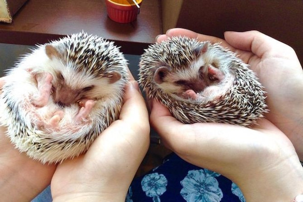 Admission to Hedgehog Cafe in Harajuku