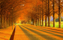 Beauty of Japan3
