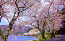 Beauty of Japan11