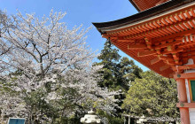 Beauty of Japan18
