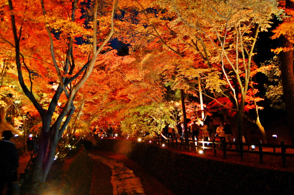 Maiko Dance at Shozan Garden & Kitano Tenmangu Autumn Illumination