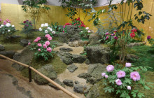 Beauty of Japan9