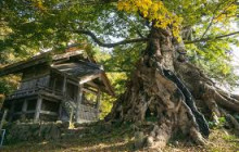 Beauty of Japan11