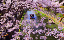 Beauty of Japan8