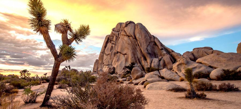Joshua Tree National Park Self-Guided GPS Audio Tour