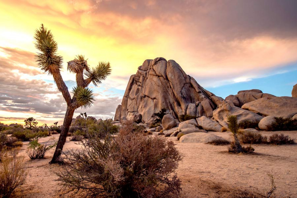 Joshua Tree National Park Self-Guided GPS Audio Tour