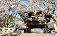 Beauty of Japan7