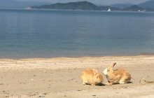 Beauty of Japan10