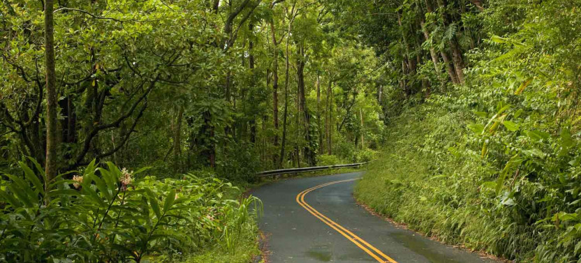 Honolulu´s Backyard Rainforest Self-Guided GPS Audio Tour