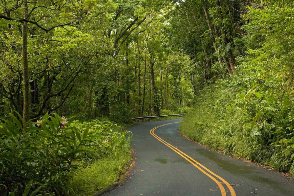 Honolulu´s Backyard Rainforest Self-Guided GPS Audio Tour