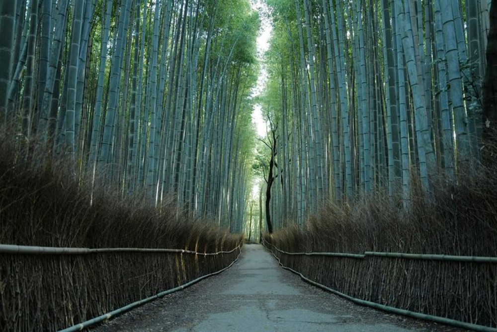 Kyoto Arashiyama Bamboo Forest Hiking Tour With Hidden Temple Visit